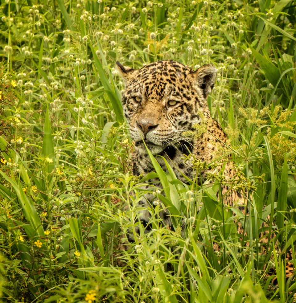 South American Wildlife Steve Upton Photography