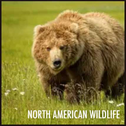 05-north-american-wildlife