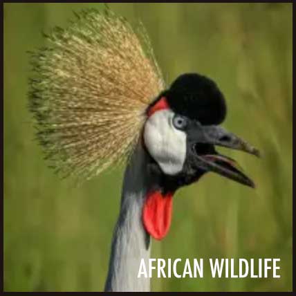 08-african-wildlife